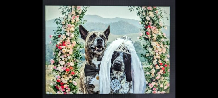 inbound4637784219421043771 768x346