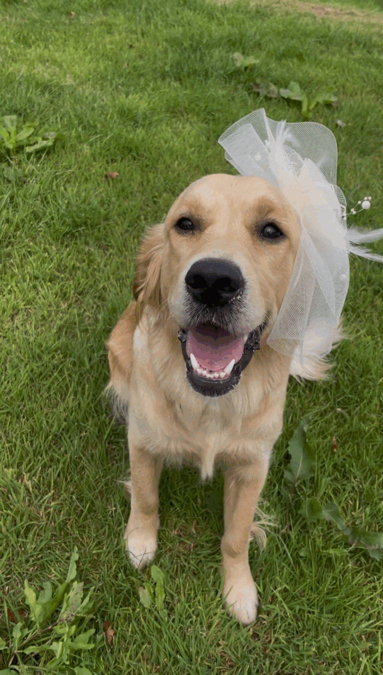 Wedding pet chaperone Wedding pet chaperone